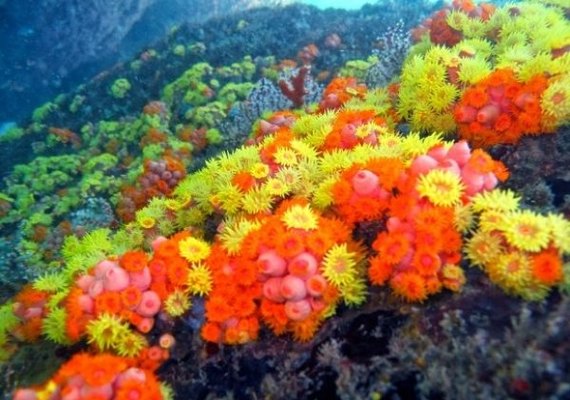 IMA instala placas de monitoramento do coral-sol no Porto de Maceió