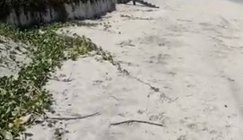 Alerta de organismo internacional: as tartarugas marinhas estão ficando sem lugares para nascer