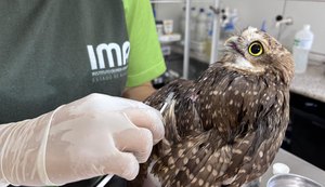Uso indiscriminado de capturas para pragas urbanas pode ser um risco para animais silvestres
