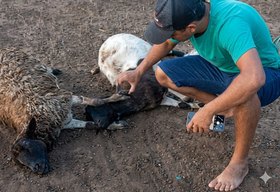 Craíbas registra pela terceira vez mortes de animais