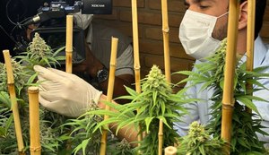 OAB/AL destaca avanços com aprovação da regulamentação do cultivo medicinal da Cannabis