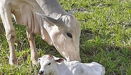 Fazenda com quatro mil cabeças de gado inova ao substituir cana de açúcar pela pecuária