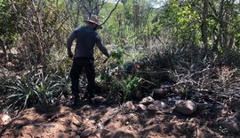 PF e SSP de Alagoas deflagram operação para erradicar maconha em Canapi