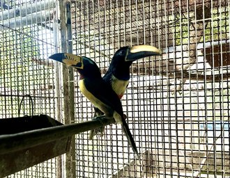 Cetas destina aves silvestres inaptas à soltura para empreendimento no RJ