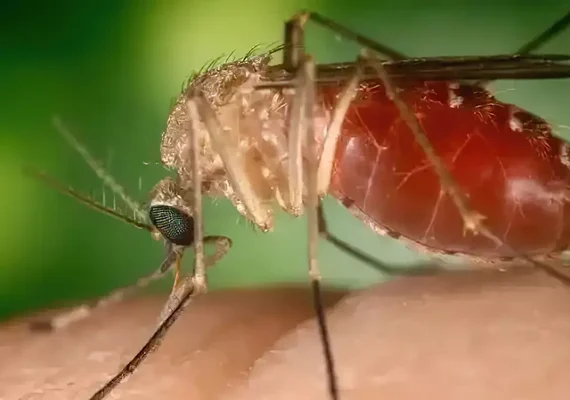 Surto recente de febre Oropouche foi causado por nova linhagem viral