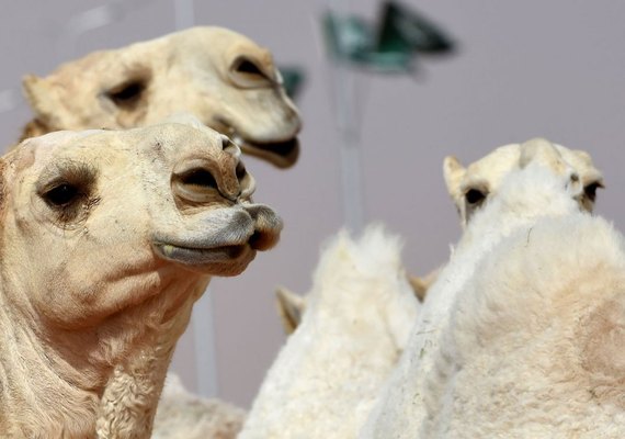 Austrália vai matar 10 mil camelos selvagens