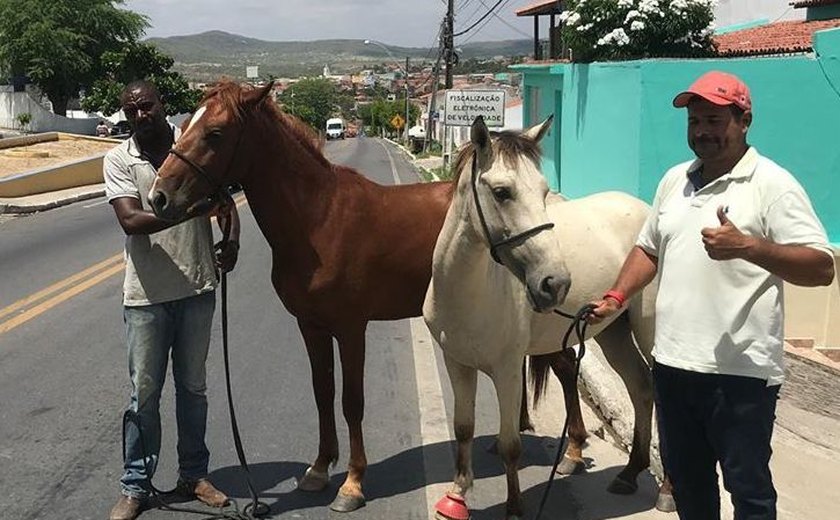 Em dois meses, “Disque Jegue” recolhe 180 animais nas rodovias no Sertão de AL