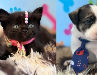 Feira de Adoção de Pets no Cesmac realiza nova edição nesta sexta-feira (14)