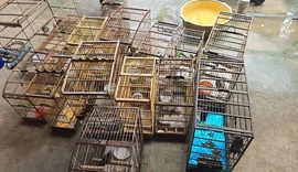 Operação “Onda Verde” resgata 89 aves silvestres mantidas ilegalmente em cidades de Alagoas