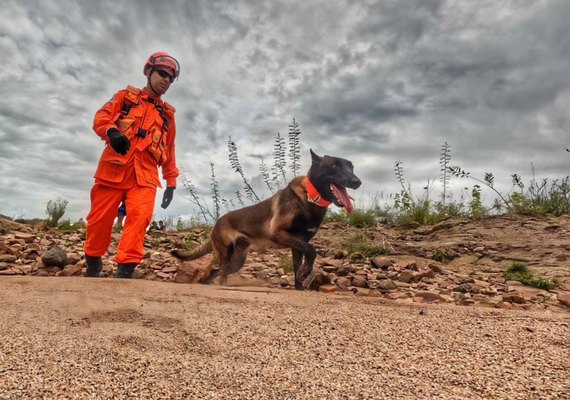Cão farejador do Corpo de Bombeiros auxilia buscas por homem desaparecido em Piranhas