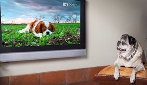 NET lança DOGTV em Maceió