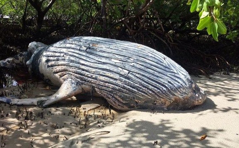 Alagoas é quarto estado do país em encalhe de baleia jubarte