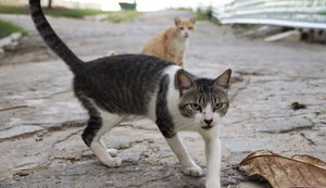Bairros desocupados: ONG estima 5 mil animais abandonados