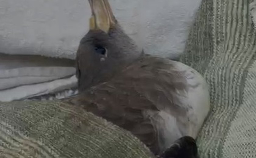 Biólogo alerta para risco de gripe aviária ao tocar ou recolher aves migratórias