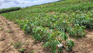 Experimento no agreste pretende validar uso do pó de rocha como adubo no cultivo da mandioca