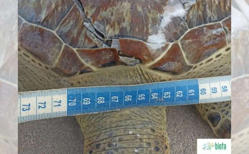 Tartaruga marinha encalha com vida na praia de Ponta Verde, mas morre antes de resgate