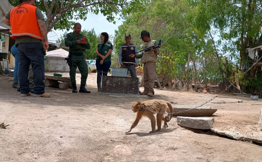 Macaco-prego-galego mantido acorrentado e sob o sol é resgatado pela FPI no Sertão