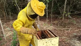 Muito além do mel, Sebrae lança projeto que vai impulsionar apicultura e meliponicultura no Sul de Alagoas