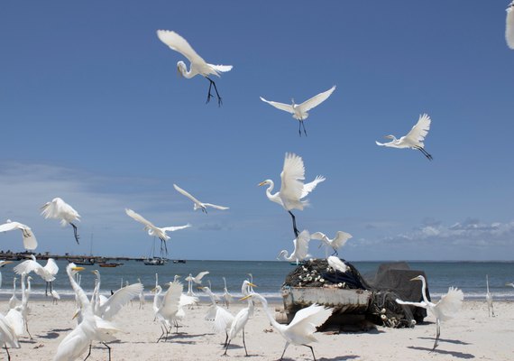 Misa prorroga exposição 'Jaraguá, Paisagem-Miragem' até janeiro de 2024