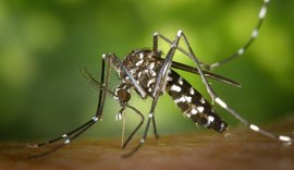 Pesquisa aponta que causas para epidemia de zika não foram combatidas