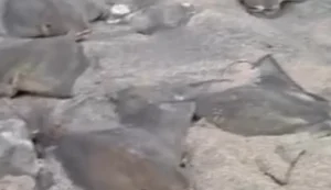 Arraias são encontradas mortas na faixa de areia de praia em Maragogi