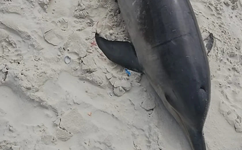 Boto-cinza é encontrado morto na Praia da Avenida, em Maceió