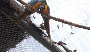 Morte de mais quatro aves fecha ao público zoológico do Rio