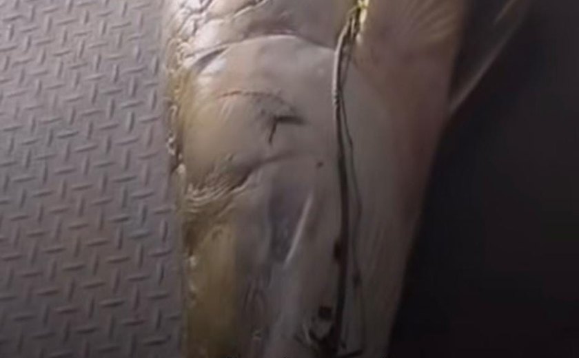 Pescador fisga pirarucu de 77 quilos em açude de Rio Largo e impressiona pelo tamanho