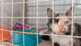 Unidade de Vigilância de Zoonoses dedica cuidados a animais resgatados