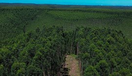 Alagoas expande áreas de florestas plantadas com eucalipto