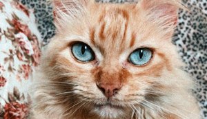 Noções de primeiros socorros para pets são indispensáveis aos tutores