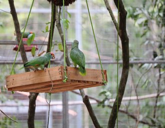 Papagaios Chauás serão transferidos para viveiro de aclimatação em reserva ambiental na região do Rio Niquim