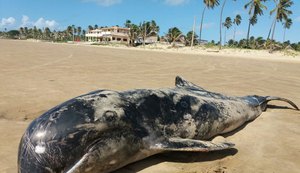 AL tem seis golfinhos mortos em uma semana e nº chama atenção do Instituto Biota