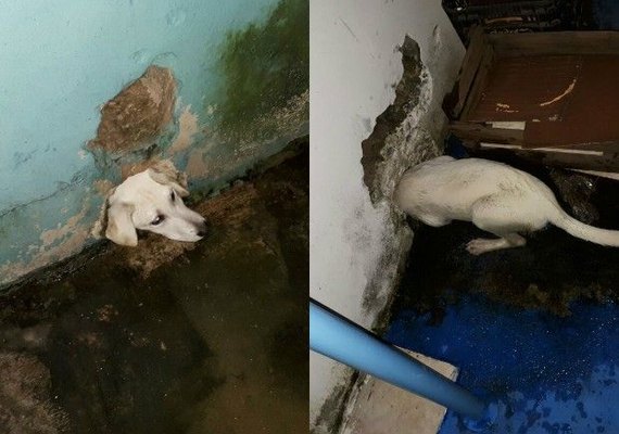 Cachorro fica com a cabeça presa em buraco na parede e é resgatado
