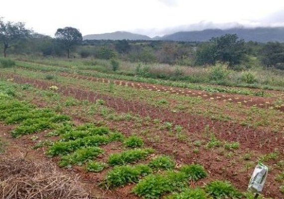 Programa de Aquisição de Alimentos beneficiará 1. 875 agricultores familiares