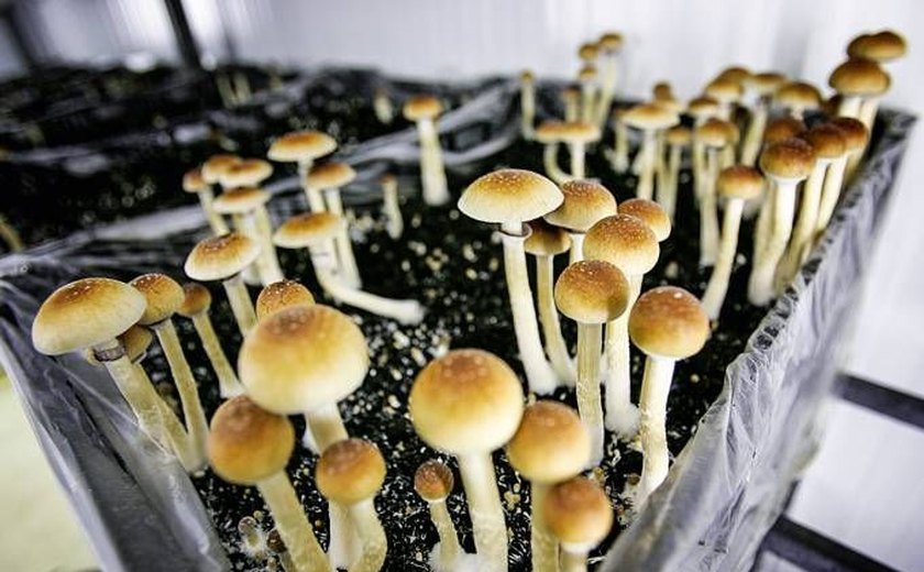 Estudo avalia eficácia de cogumelos alucinógenos para tratamento da depressão