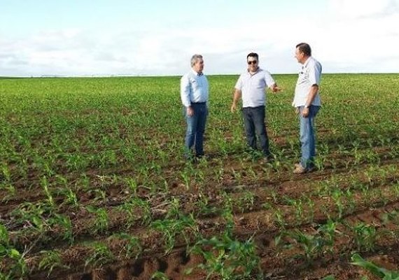 Produtor de Sergipe investe na plantação de milho em Alagoas