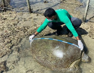 Biota resgata tartaruga-verde presa em curral de pesca e devolve animal ao mar