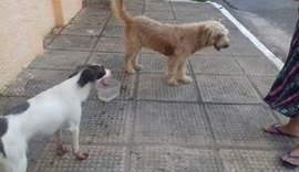 Abandonado, cão fica com patas machucadas ao tentar entrar em sua antiga residência