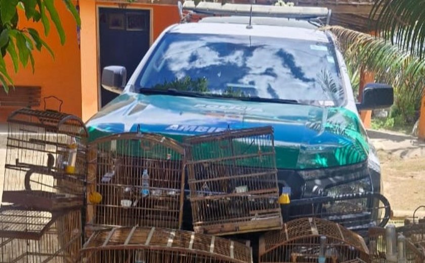 Operação em Ibateguara apreende armas de fogo, munições e aves silvestres