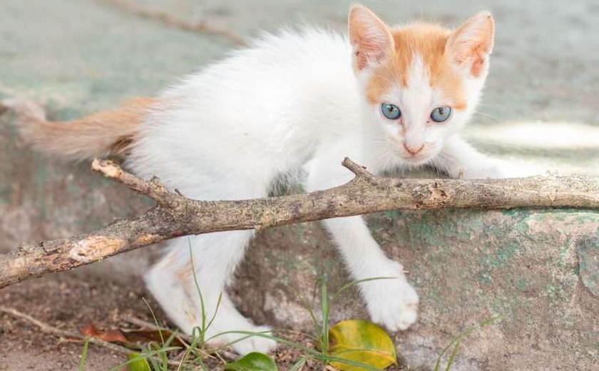 Feira de Adoção leva 25 animais para a Rua Aberta neste domingo (7)