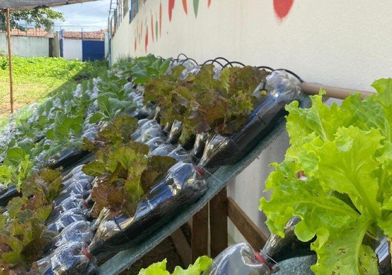 Sedics inaugura hortas hidropônicas automatizadas em escolas públicas