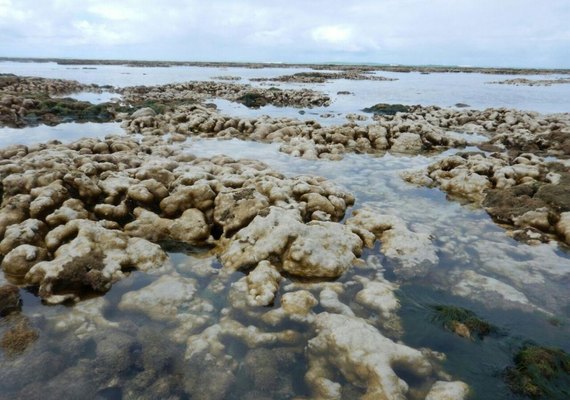 Pesquisadores iniciam estudos sobre branqueamento dos corais na Piscina do Amor