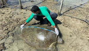 Biota resgata tartaruga-verde presa em curral de pesca e devolve animal ao mar