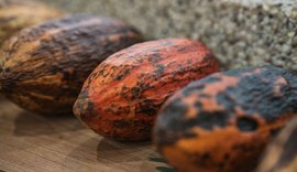 Matriz de Camaragibe inaugura primeira fábrica de chocolate 100% alagoano e fortalece turismo de experiência