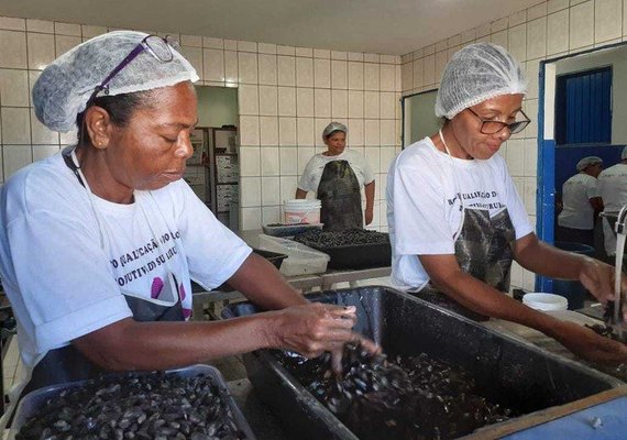 Ufal realiza campanha solidária para ajudar marisqueiras de Alagoas