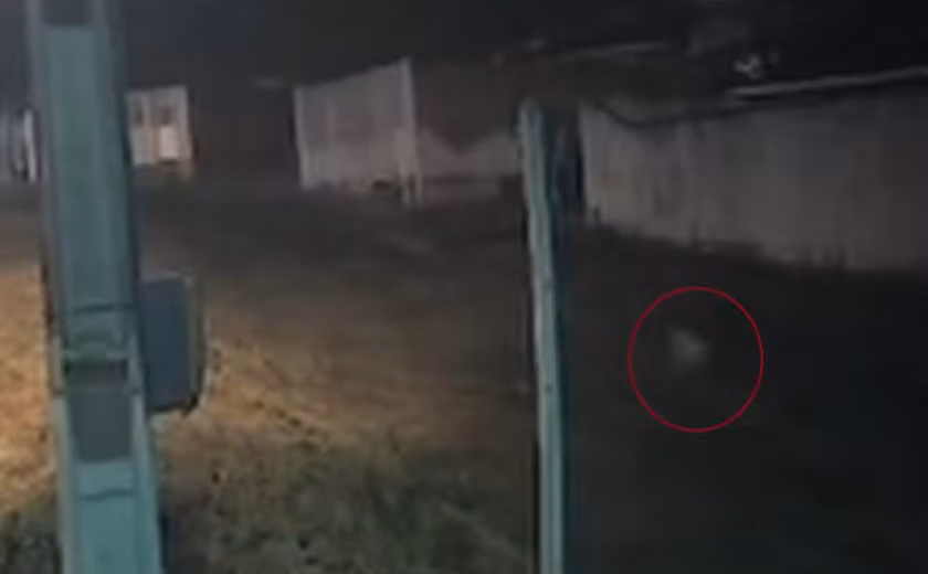 Cachorro é baleado no olho e passa por cirurgia em União dos Palmares