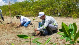 Aflora Mangue vai plantar mais de 60 mil mudas na APA Santa Rita