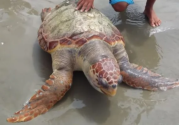 Tartaruga é encontrada morta com pedaços de óleo colados em praia de Alagoas