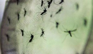 Combate ao Aedes aegypti ganha novas ferramentas